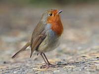 Image result for robin